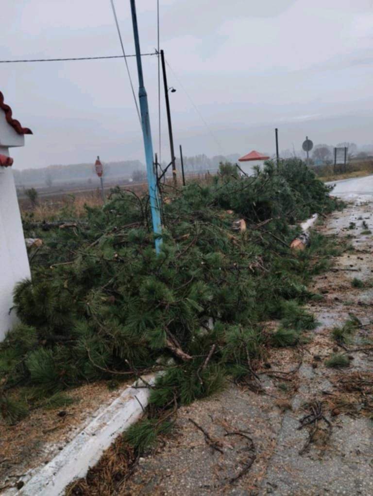 Διαμαρτυρία του Προέδρου της Ασβεστόπετρας Ευάγγελου Γώση για την κοπή πεύκων