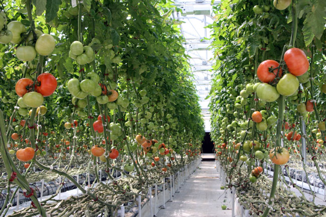 Επένδυση 165 εκατ. προωθεί στην Πτολεμαΐδα η WonderplantΣτις Βρυξέλλες το σχέδιο για 300 στρέμματα υδροπονικής καλλιέργειας ντομάτας