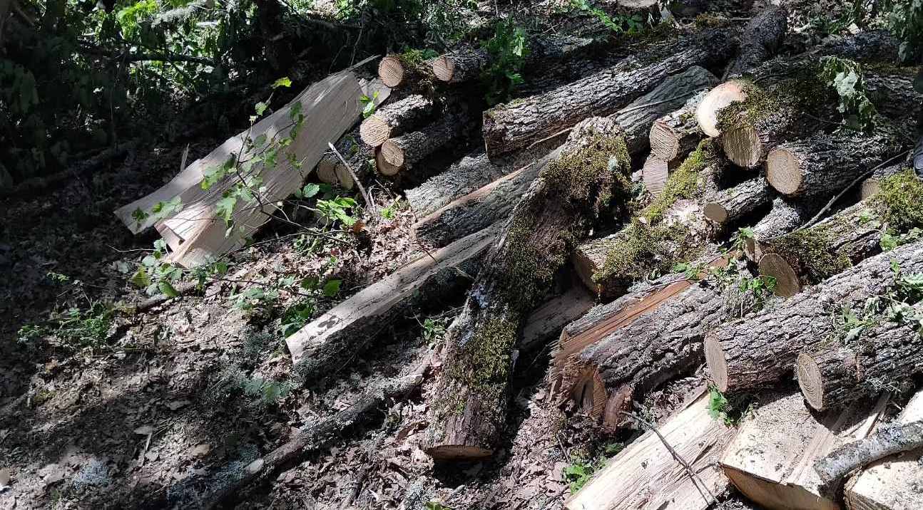 Σχηματίσθηκε δικογραφία σε βάρος ανήλικου αλλοδαπού, για παράβαση της δασικής νομοθεσίας και περί αλλοδαπών