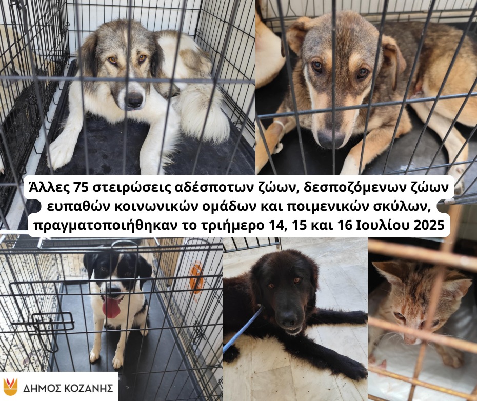 Δήμος Κοζάνης: Άλλες 75 στειρώσεις αδέσποτων ζώων, δεσποζόμενων ζώων ευπαθών κοινωνικών ομάδων και ποιμενικών σκύλων, πραγματοποιήθηκαν το τριήμερο 14, 15 και 16 Ιουλίου 2025