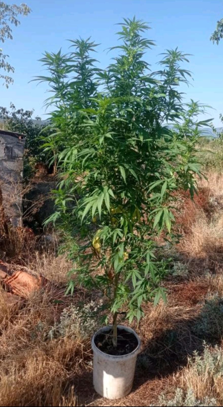 Συνελήφθη ημεδαπός σε περιοχή της Κοζάνης για καλλιέργεια δενδρυλλίου κάνναβης και κατοχή ναρκωτικών ουσιών